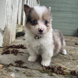 Cristy (cream) fluffy - Sable merle and white female American Corgi puppy in East Oakdale, California from Rhettro Kennels