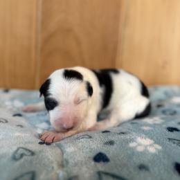 Boy 1 - male Border Collie puppy in Owenton, Kentucky from Three16 Ranch