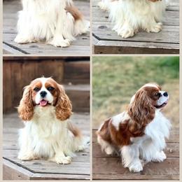 Penelope - Cavalier King Charles Spaniel