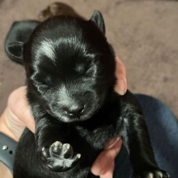 Pomsky Puppies from Michelle's Pomskies