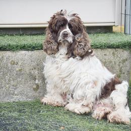 Cavalier King Charles Spaniel and Cocker Spaniel All Grown Up from Country View Puppies