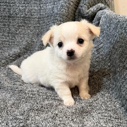 Gru (pet only) - Cream male Chihuahua puppy in Seneca, Missouri from Stephanie’s Puppy Colony