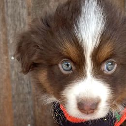 Miniature Australian Shepherds from Twisted O Ranch