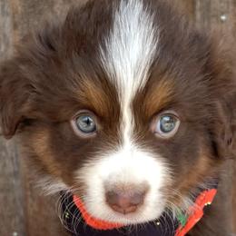 Miniature Australian Shepherds from Twisted O Ranch