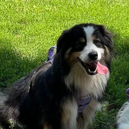 Newt - Black tri-color male Australian Shepherd puppy in Rockford, Illinois from Andover Aussies