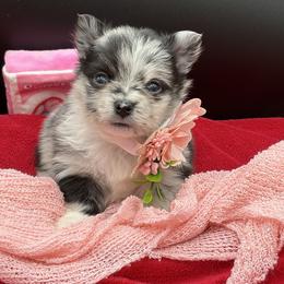Granite - Blue merle female Pomeranian puppy in Franklin, North Carolina from A&J Cutie Pawtooties