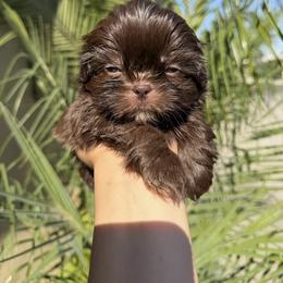 Boy 2 - Chocolate male Shih Tzu puppy in Whittier, California from Shihtzu