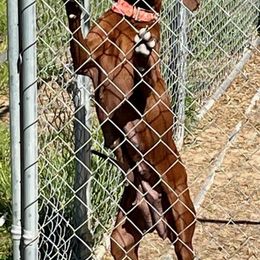 Redbone Coonhounds from Heather Todd