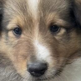 Collie Puppies from Hedge Haven Farm