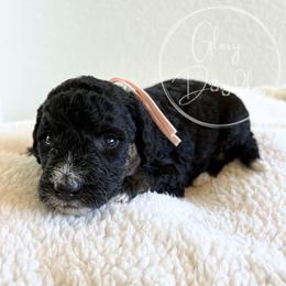 Light Pink - Tri-color female Bernedoodle puppy in Rockwall, Texas from Glory Doodles