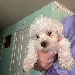 Miniature Schnauzer Puppies from Miniature Schnauzer Puppies of DFW