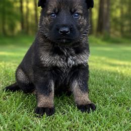Lime Collar - Sable female German Shepherd puppy in Casscoe, Arkansas from Crown H Shepherds
