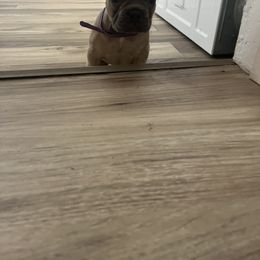 French Bulldog Puppies from DDV French Bulldogs