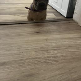 French Bulldog Puppies from DDV French Bulldogs