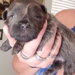 Shihpoo puppies from Thompson's Tiny Pups
