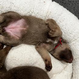Red collar - Brown female Chesapeake Bay Retriever puppy in Pisgah Forest, North Carolina from Whiskey Creek Chesapeakes