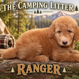 Ranger - Cream male Goldendoodle puppy in Westminster, South Carolina from Goldendoodlepuppiessc