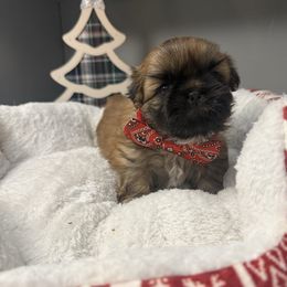 Wybie - Red male Shih Tzu puppy in Connersville, Indiana from Anna’s Farmhouse Shihtzus