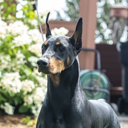 KENZIE - Doberman Pinscher