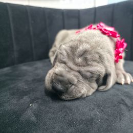 Janet - Blue female Great Dane puppy in Granby, Missouri from HCR Great Danes