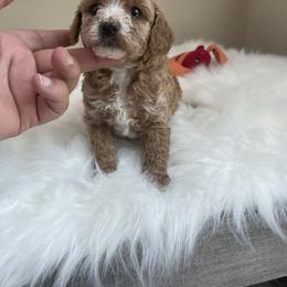 Pekingese, Poodle, and Shih Tzu Puppies from Happy puppies