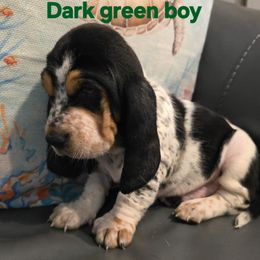 AKC European basset hound boy Black tri - Black tan and white male Basset Hound puppy in Flint, Michigan from Vehicle City's Great Danes, Bulldogs, and Cocker Spaniels