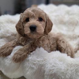 Pink Slush - Apricot female Goldendoodle puppy in North Royalton, Ohio from Johnson's Doodles