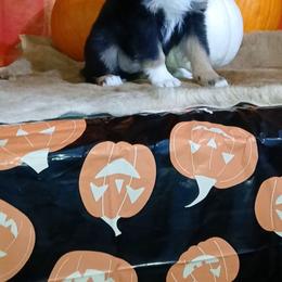 Johnny - Black tri male Miniature Australian Shepherd puppy in Elkhart, Texas from Donaldson Dogz