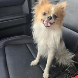 Pomeranian Puppies from Mary's Pomeranians