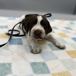 Bones - Liver white and roan male English Springer Spaniel puppy in Rogers, Ohio from StoneyBrook Setters