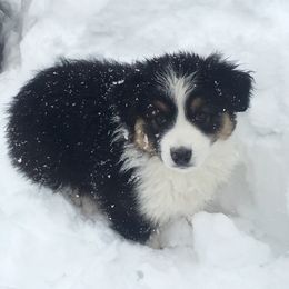 Australian Shepherd Puppies from Highline