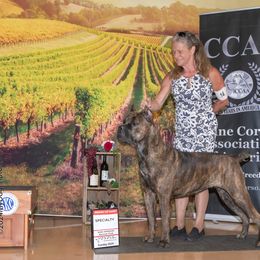 Cane Corso Puppies from Lionheart Cane Corso
