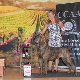 Cane Corso Puppies from Lionheart Cane Corso