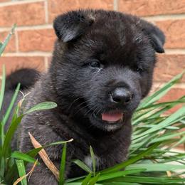 Nebula's Girl 4 - Black female Akita puppy in South Carolina from Sierra Mountain Akitas