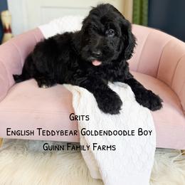 Grits English Teddybear - Black male Goldendoodle puppy in Grove, Oklahoma from Guinn Family Farms
