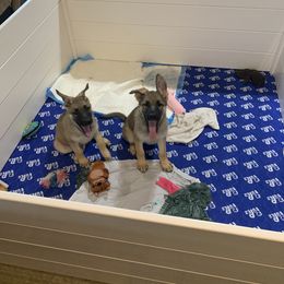 German Shepherd Puppies from Devon Rugerio's German Shepherds