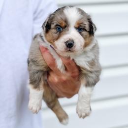 Australian Shepherd Puppies from Ember Aussies NJ/NY/PA