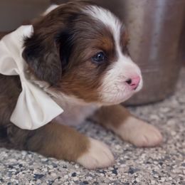 Bernedoodle Puppies from Doodles of Your Dreams (formerly Texana Doodles)