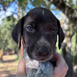 Chai - purple collar - Liver roan female German Shorthaired Pointer puppy in Mokelumne Hill, California from Underhill GSP