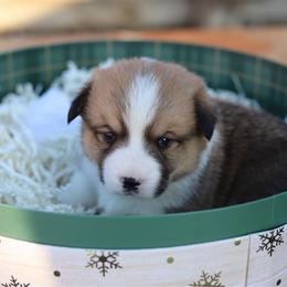 Pibbles - Sable male Pembroke Welsh Corgi puppy in Butte Meadows, California from Julia's Pembroke Welsh Corgis