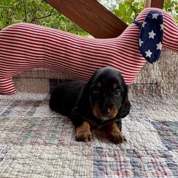 Black and tan - Black and tan male Dachshund puppy in Ozark, Alabama from Honey Hill Dachshunds
