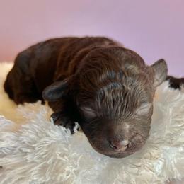 Puppy 3 - Brown female Maltipoo puppy in Hephzibah ( Richmond County ), Georgia from Healing Pawz LLC