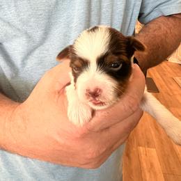 Toby - Parti male Yorkshire Terrier puppy in Bryan, Texas from Shayle's Yorkie Pups