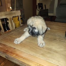 Bouvier des Flandres Puppies from Evan Coffield
