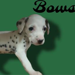 Bowser - White and black male Dalmatian puppy in Bremen, Georgia from Clark’s Dalmatians