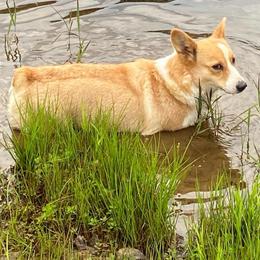 Lola - Pembroke Welsh Corgi