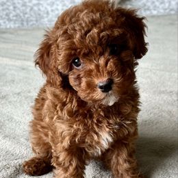 Pink - Red  female Poodle puppy in Arvada, Colorado from Nastya