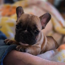 Starr - Fawn female French Bulldog puppy in Solway, Minnesota from PcFrenchies