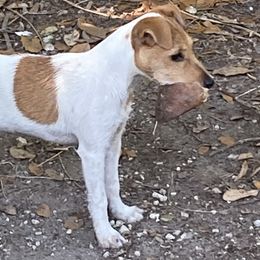 Lexie - Jack Russell Terrier