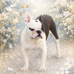 OddBall - Black and white male Boston Terrier puppy in San Antonio, Texas from JT Bostons